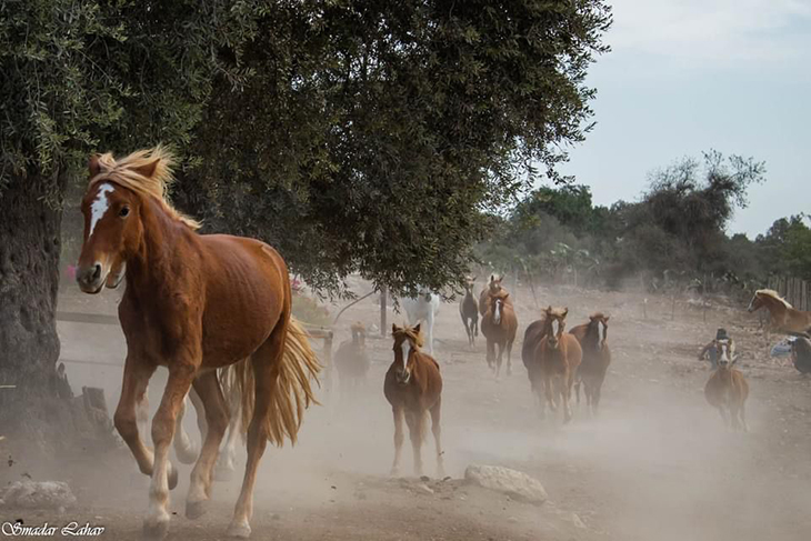 טיולי סוסים